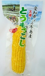 愛知県渥美半島産